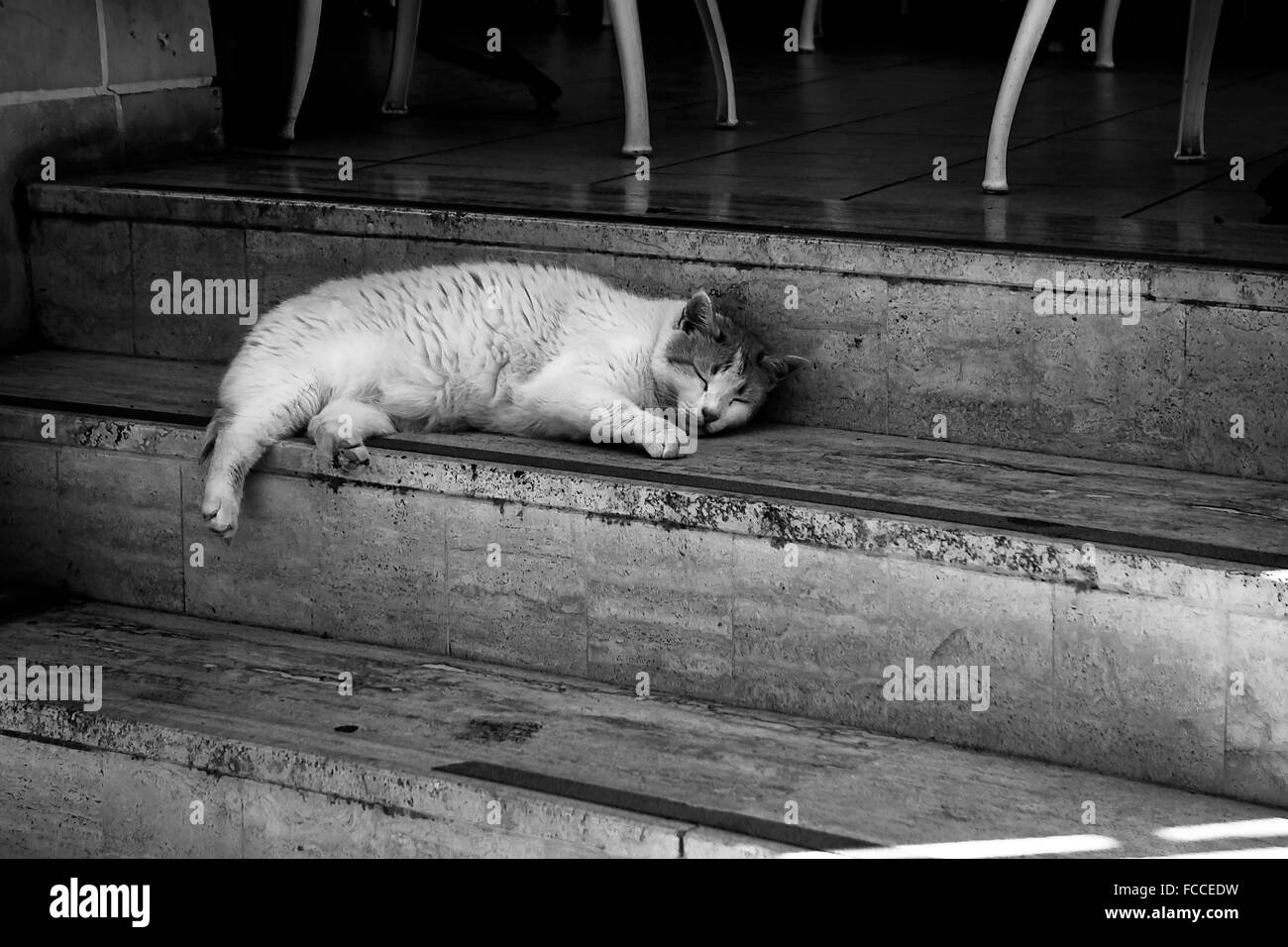 Cat sleeping by stairs hires stock photography and images Alamy