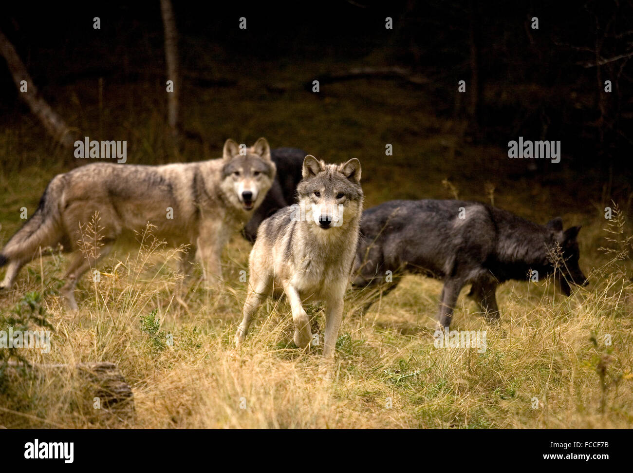 Curious Wolves in Field Stock Photo