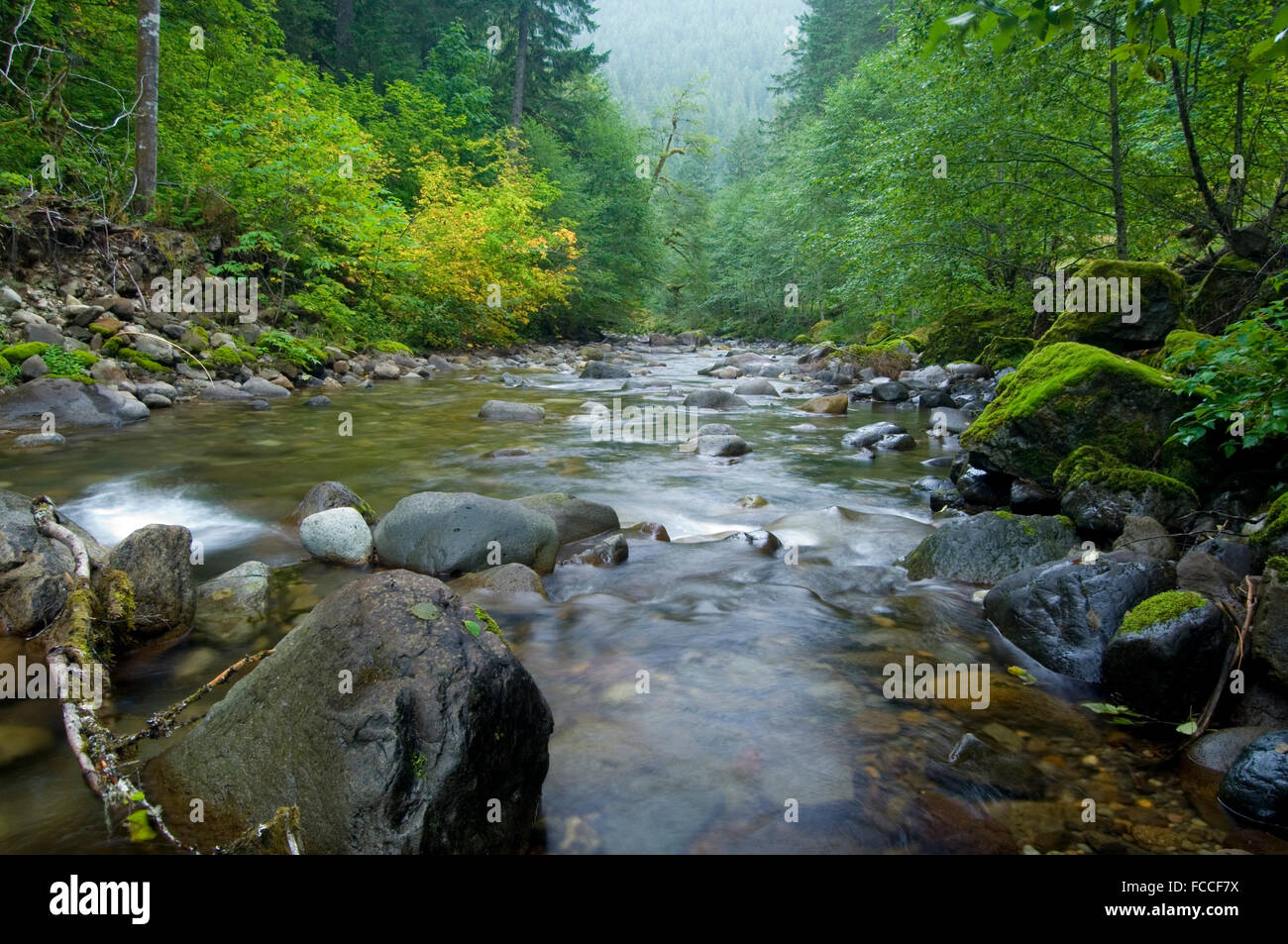 Skate Creek Stock Photo