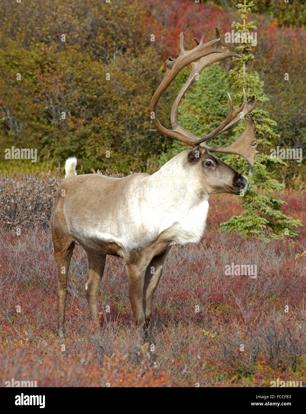 Alaskan Caribou in Autumn Stock Photo