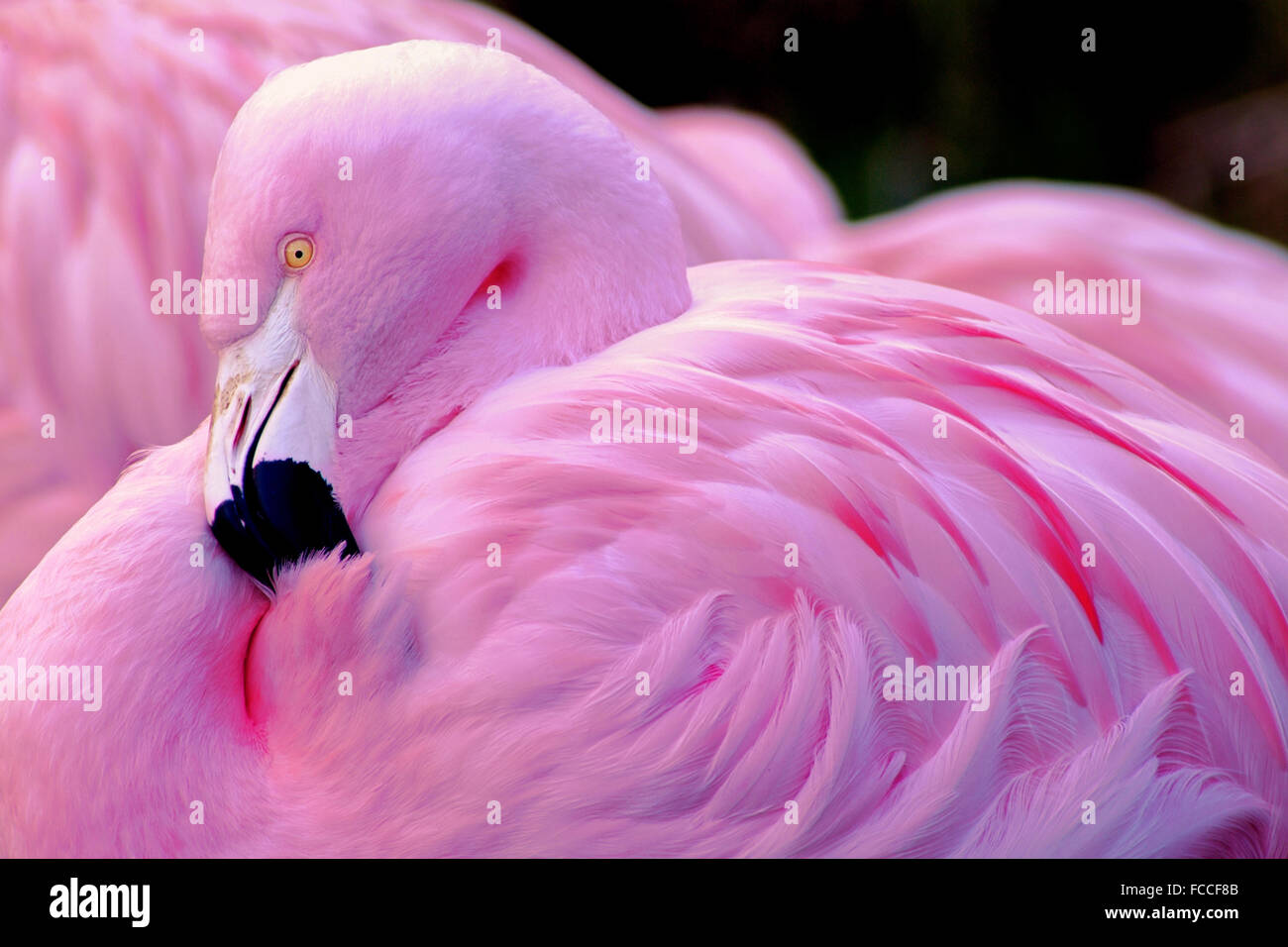 Chilean Flamingo Stock Photo