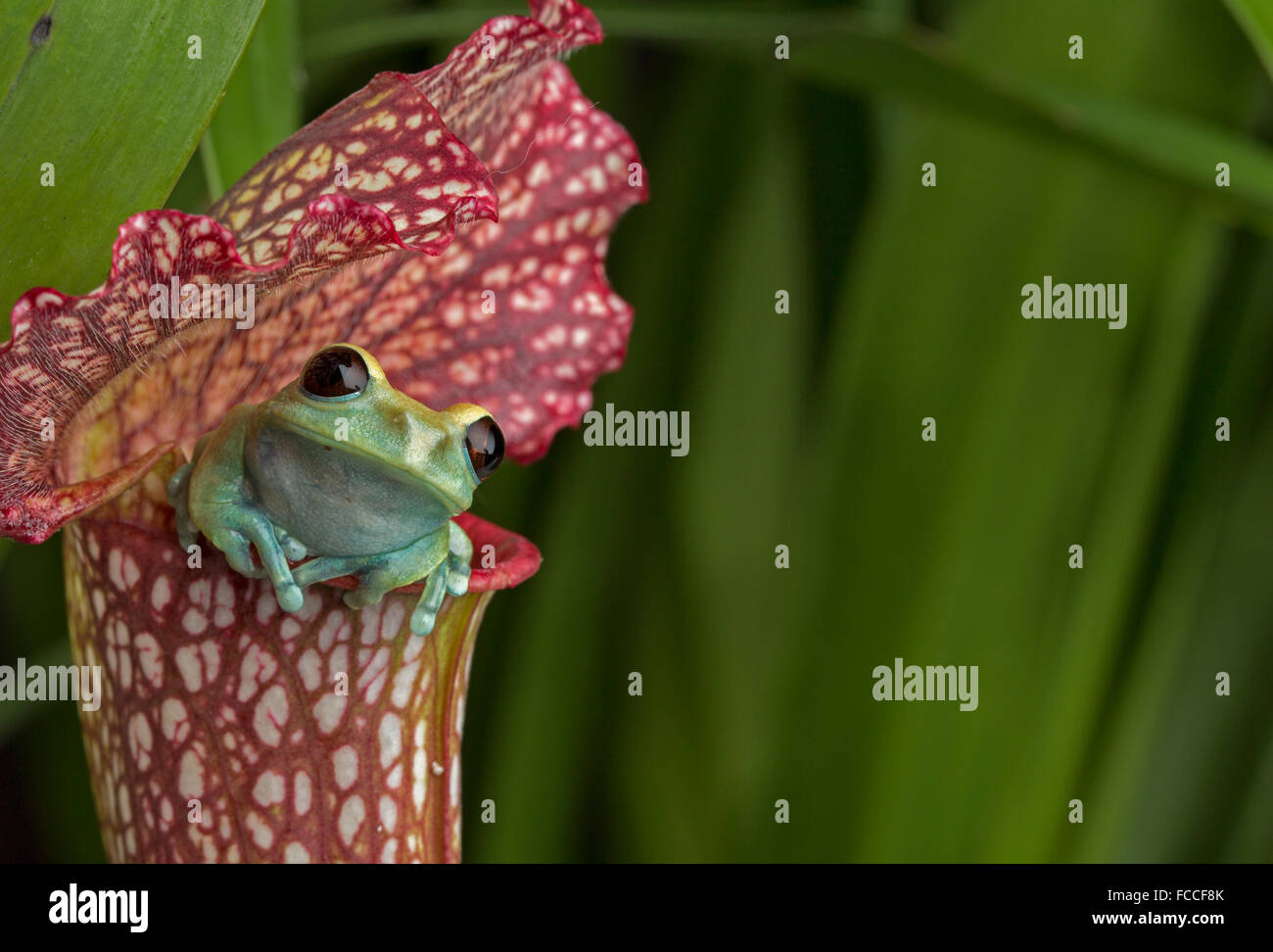 Tropical pitcher plant frog hires stock photography and images Alamy