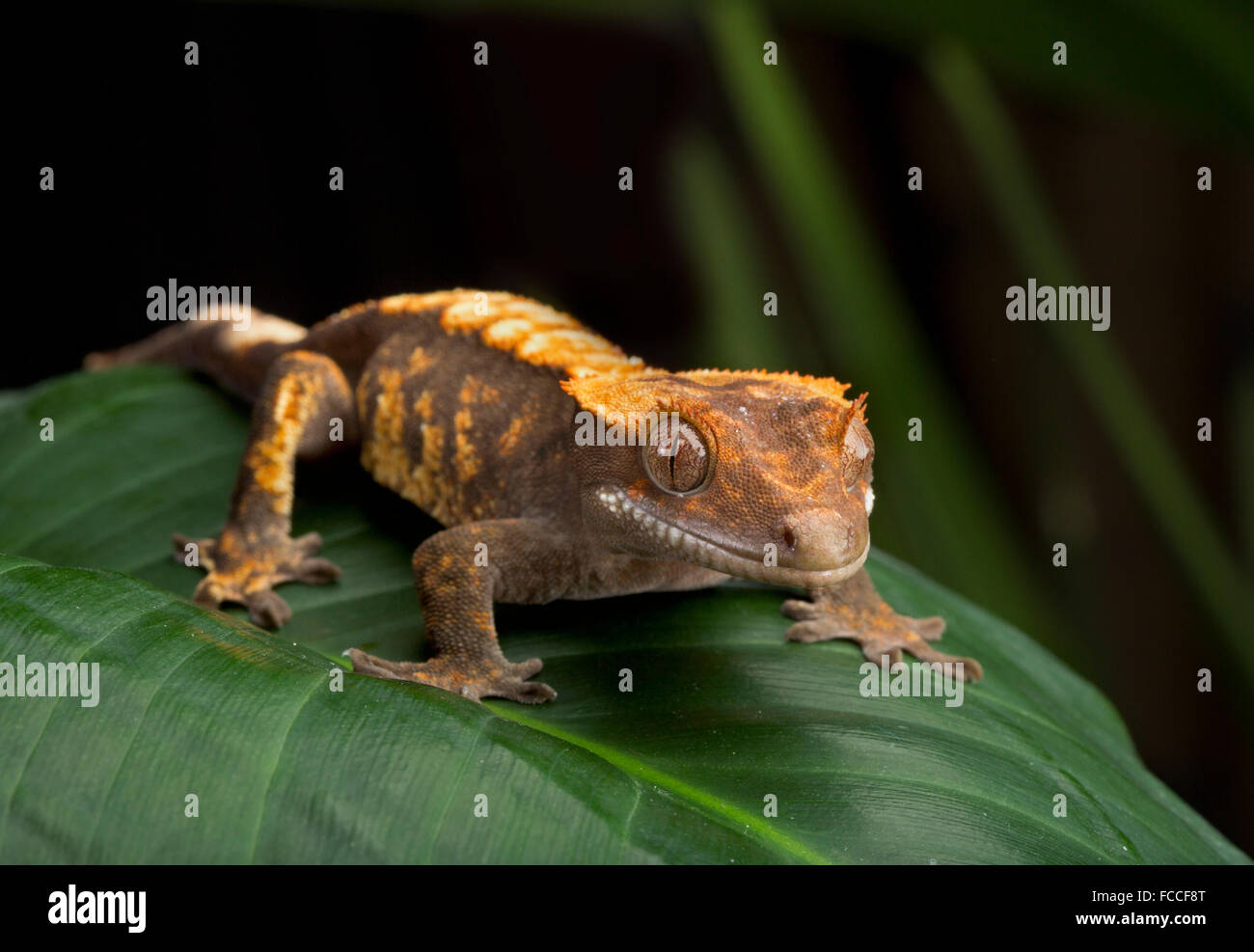 Gecko Side Profile Stock Photo