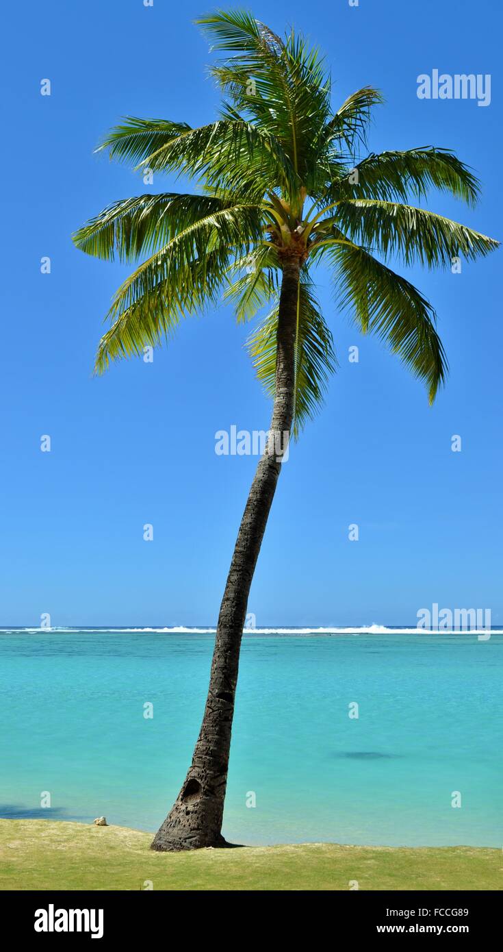 Palm tree on the tropical Pacific island of Guam. Stock Photo