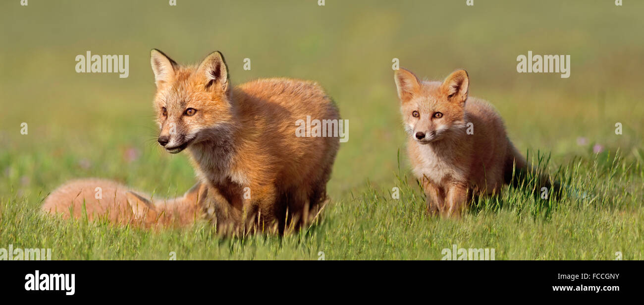 Young Foxes Exploring Stock Photo