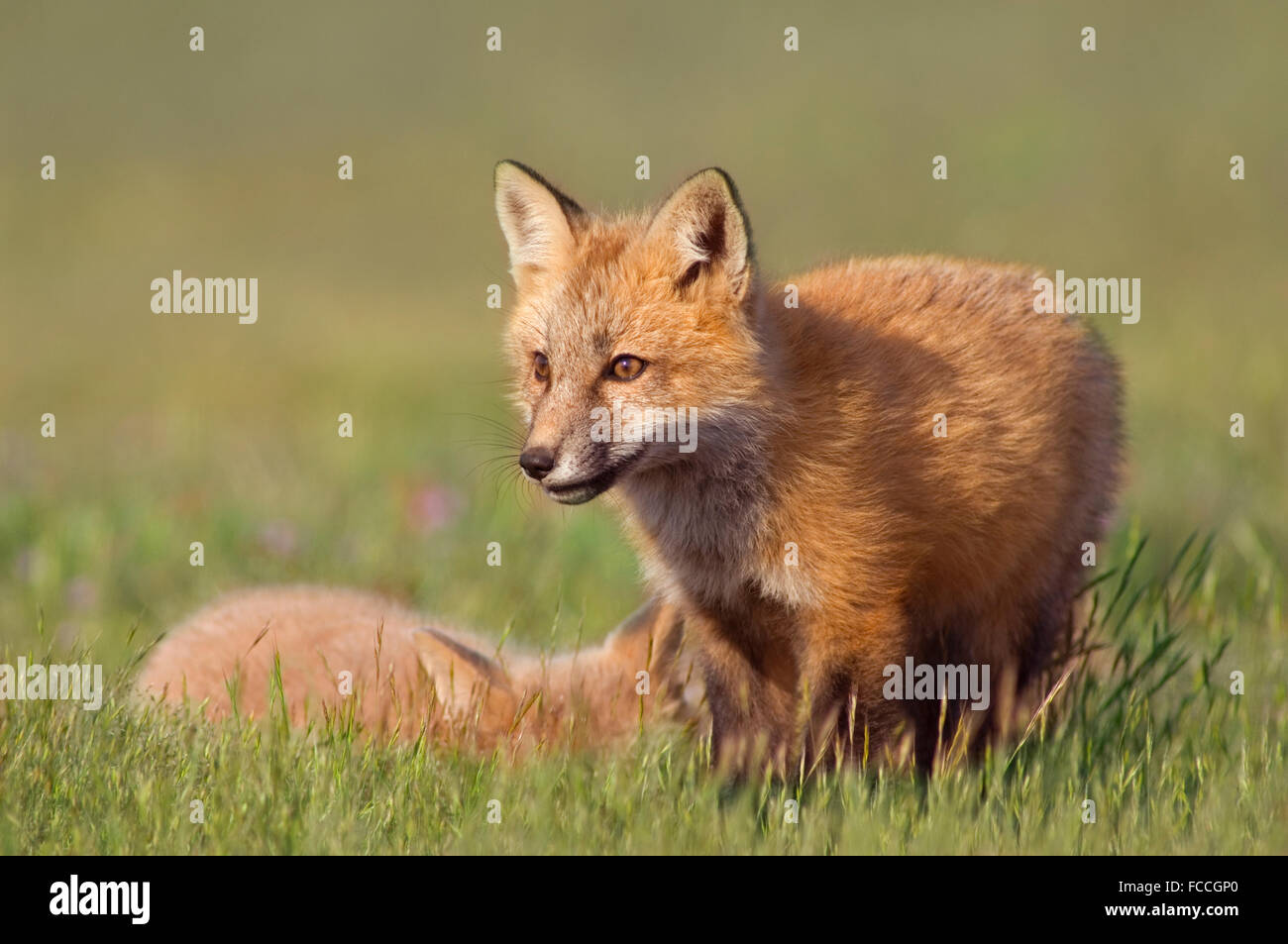 Young Foxes in Field Stock Photo