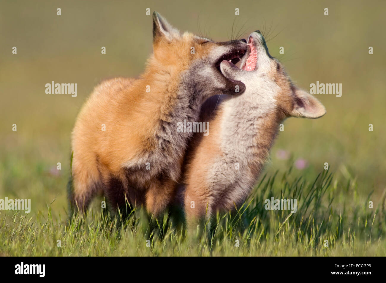 Baby Foxes Playing Stock Photo