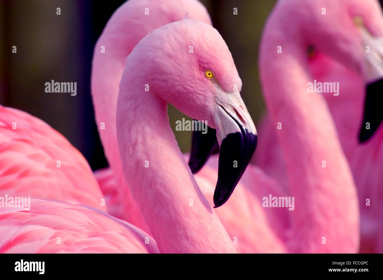 Chilean Flamingos Stock Photo