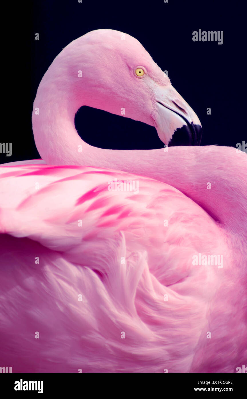 Chilean Flamingo Portrait Stock Photo