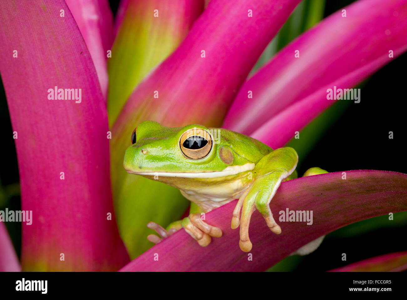 Giant Tree Frog on Pink Bromeliad Stock Photo