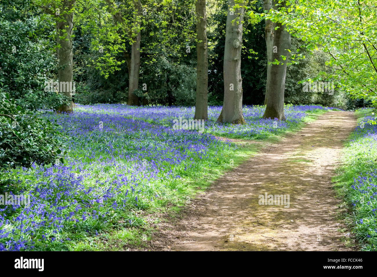 Bluebells in Full Bloom Stock Photo - Alamy