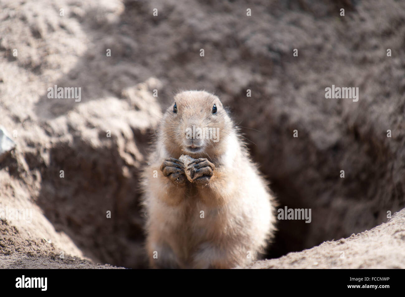 Spermophilus In A Hole Stock Photo