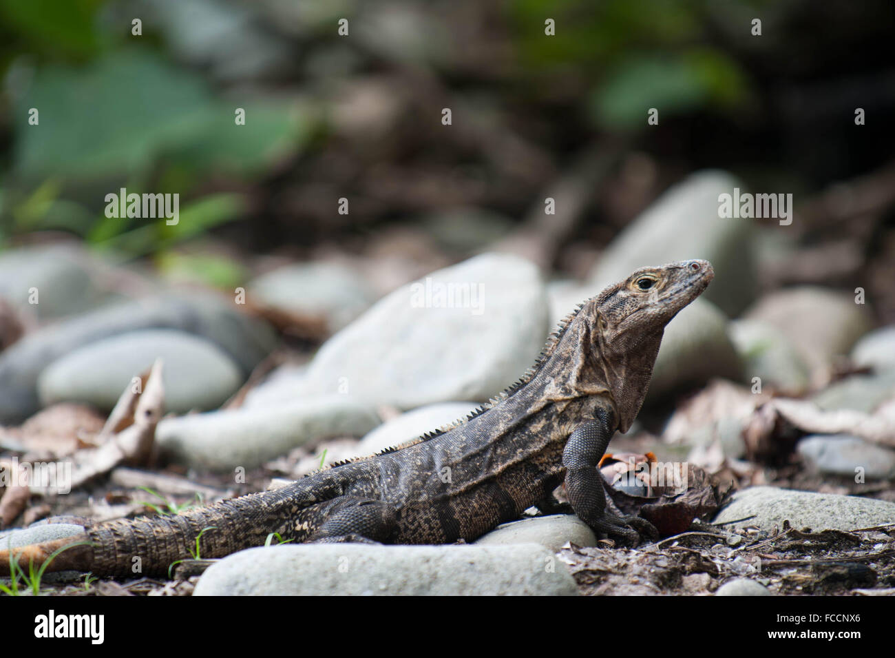 Iguana Resting On Rocks Stock Photo