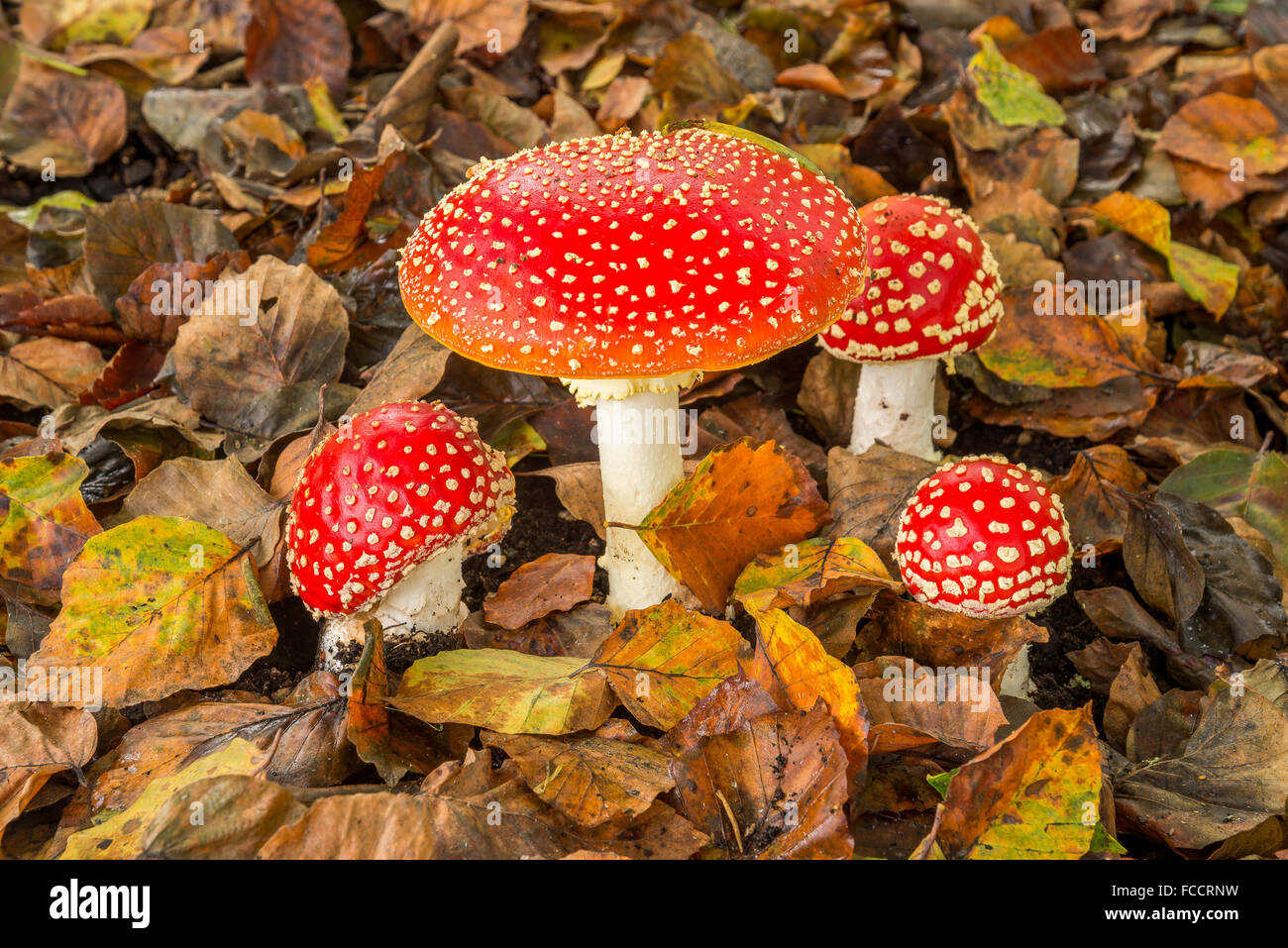 Amanita muscaria mushrooms. Stock Photo