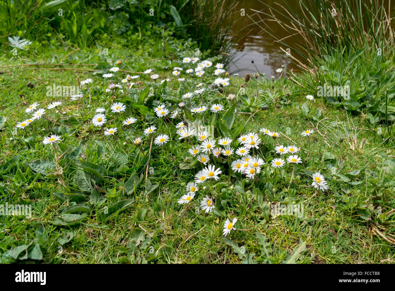 Group of Daisies Stock Photo Alamy