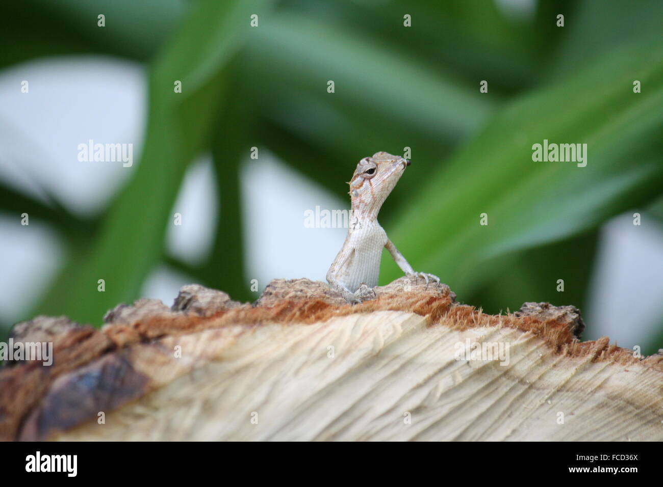 Small Lizard With Head Up Stock Photo