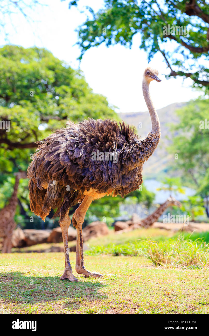Ostrich (or emu) at the Honolulu Zoo looking towards the camera in Oahu Hawaii. Stock Photo