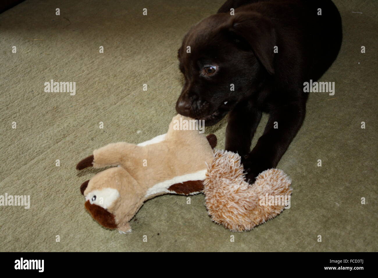 Cute Dog Biting A Stuffed Toy Stock Photo