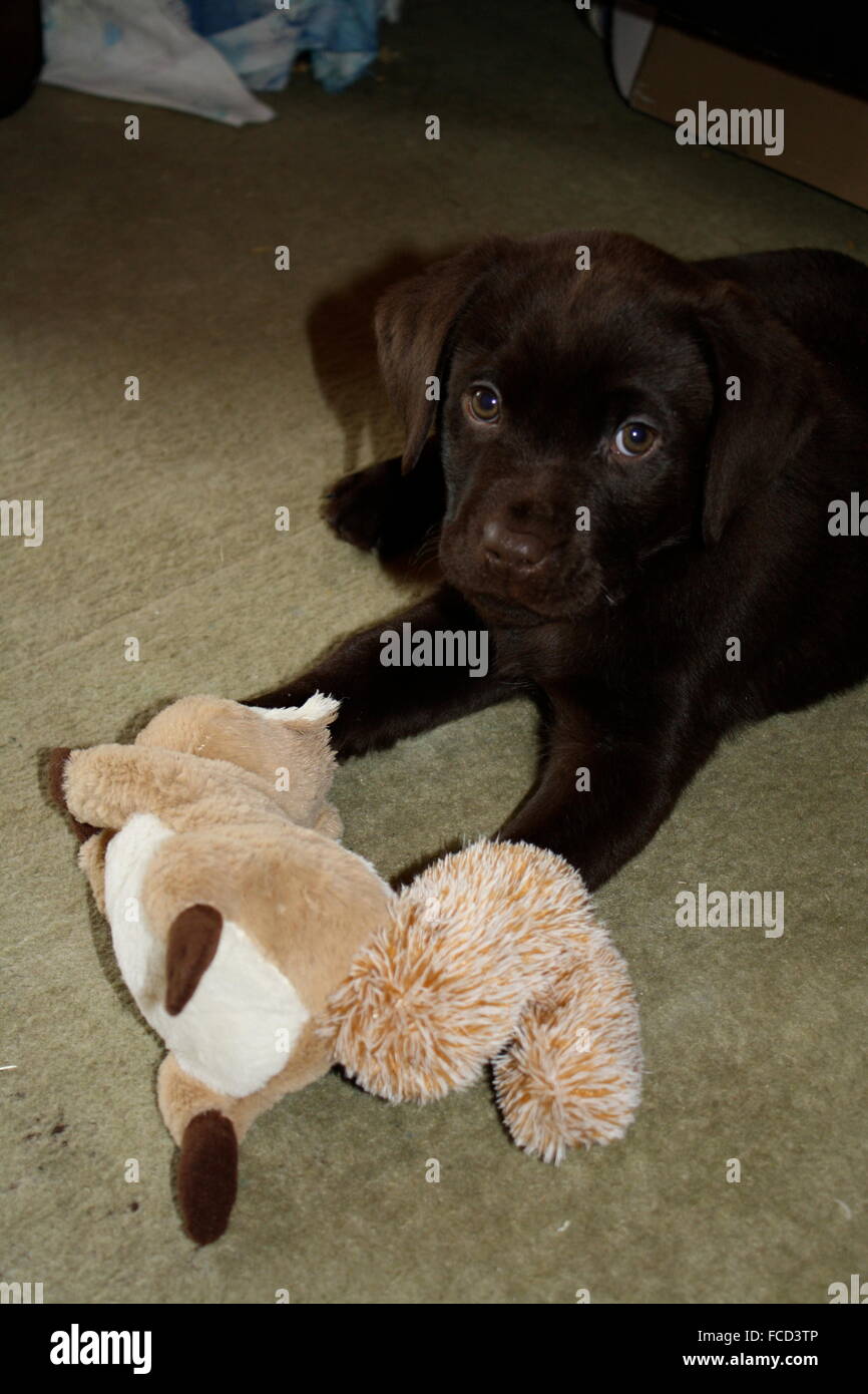 Cute Dog Playing With A Toy Indoor Stock Photo