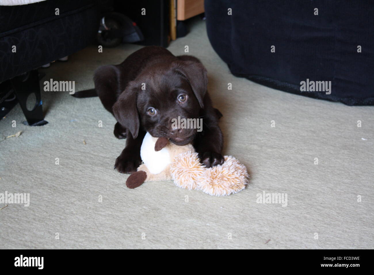 Healthy Canine Dog Playing With A Stuffed Toy Indoor Stock Photo