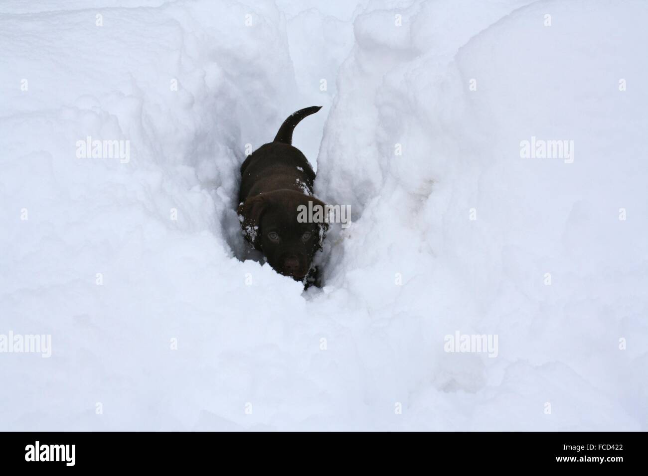 Funny Small Dog Through A Thick Layer Of Snow Stock Photo
