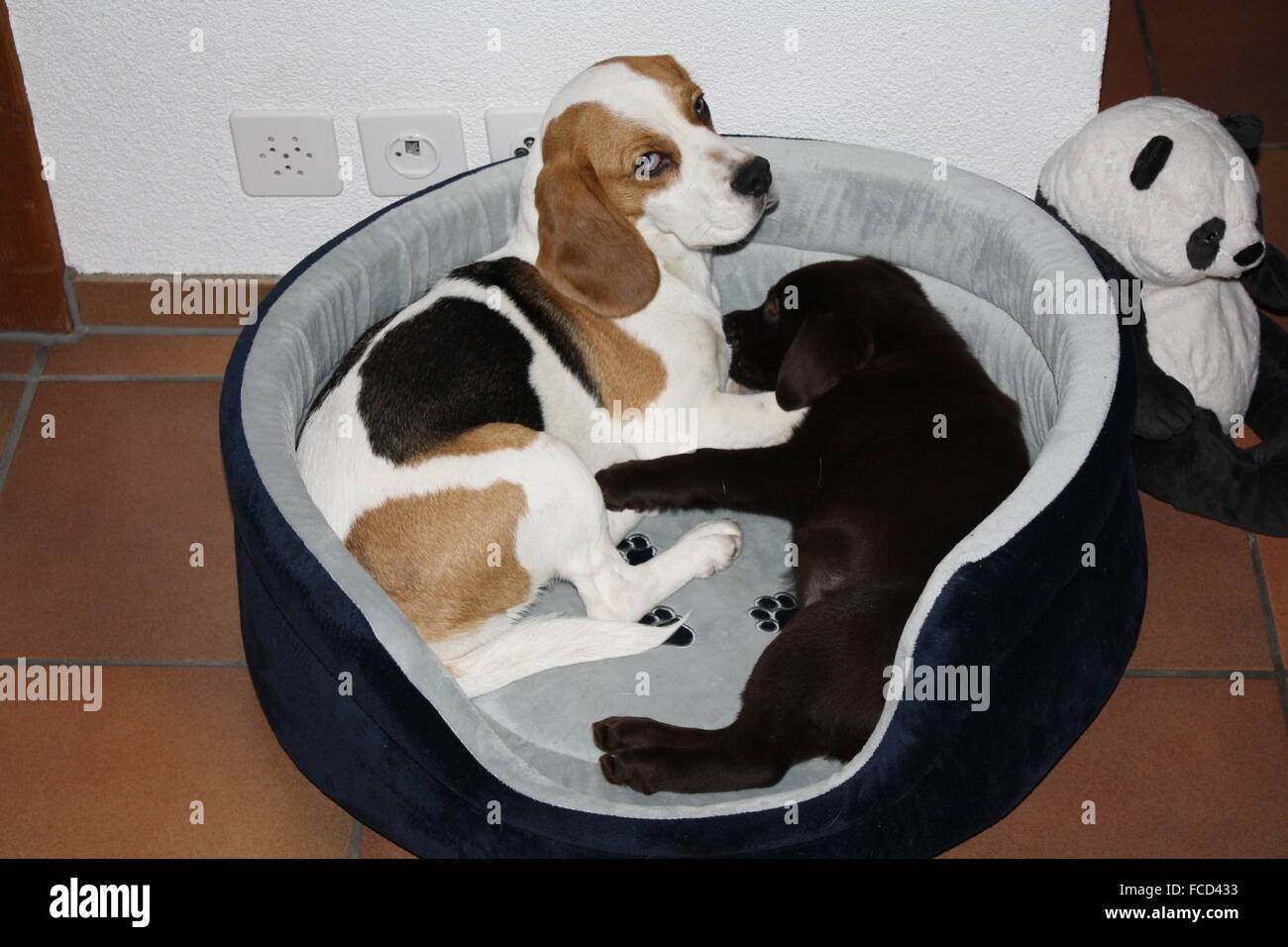 Two Cute Dogs In A Comfortable Dog Bed Indoor Stock Photo
