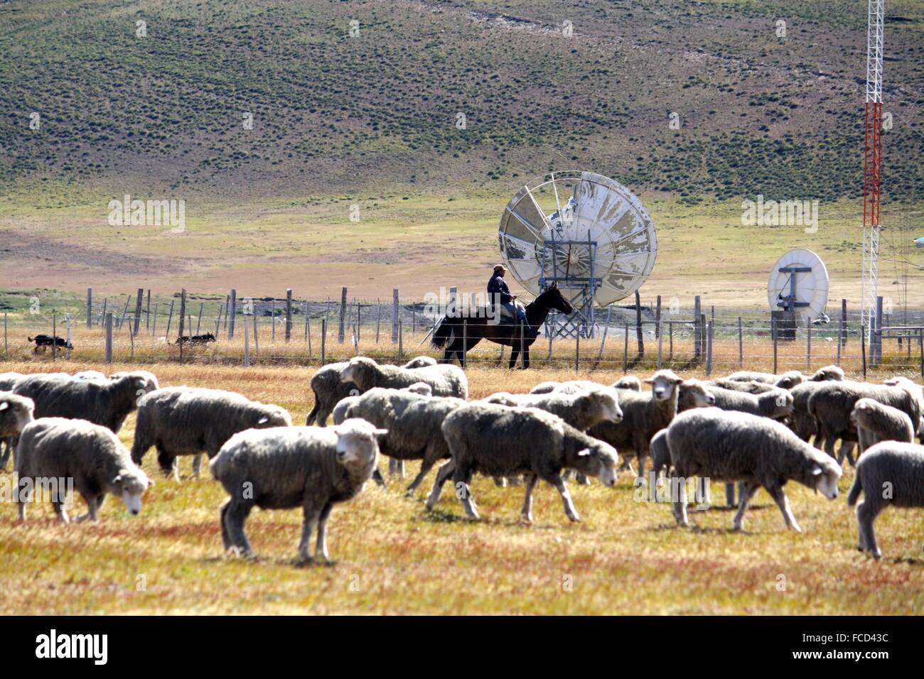 Shepherd With Flock Of Sheep Stock Photo