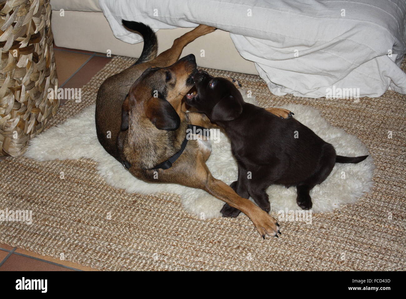 Funny Dogs Playing On The Floor Indoor Stock Photo