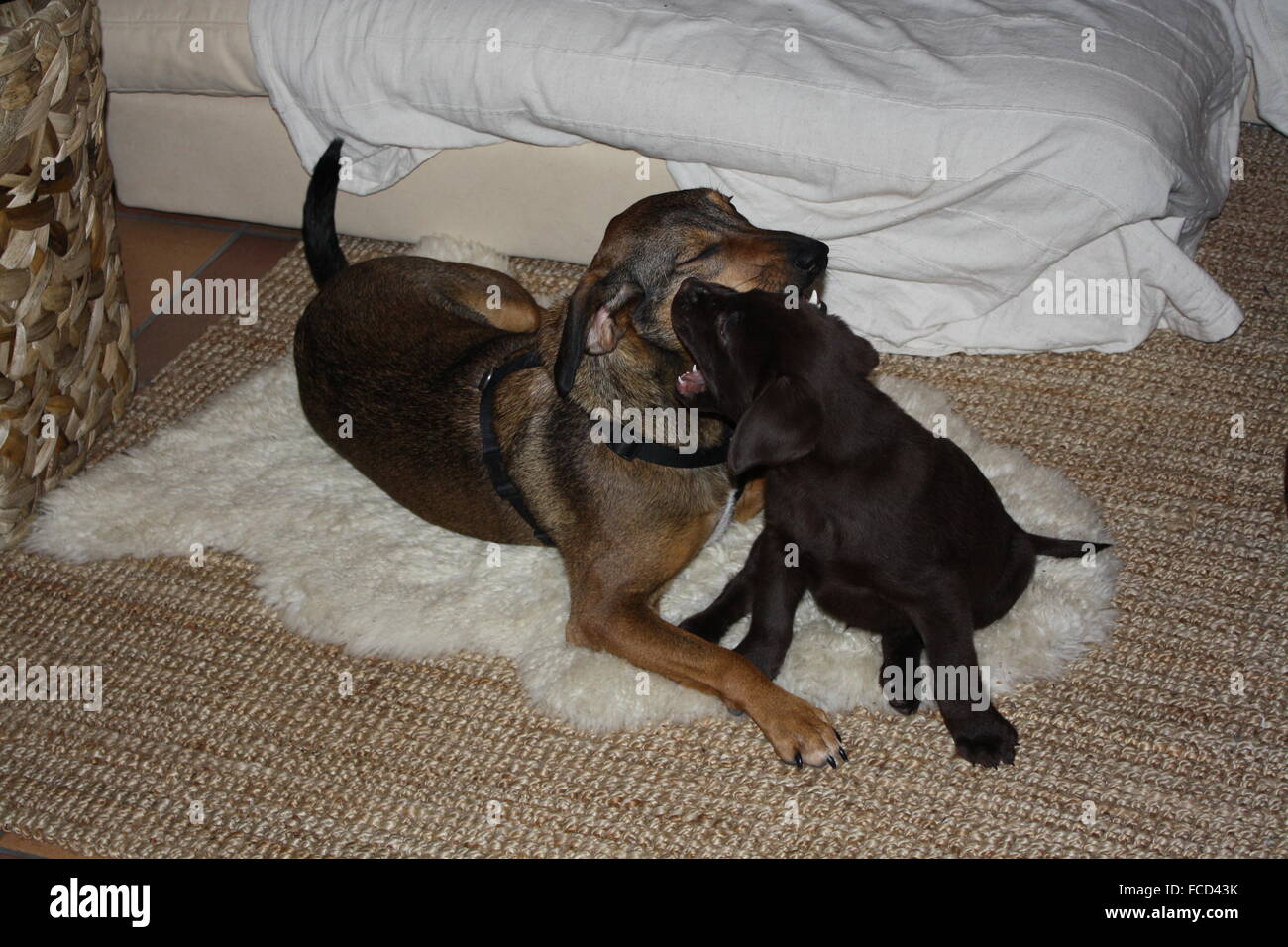 Two Funny Dogs Biting Each Other Indoor Stock Photo Alamy