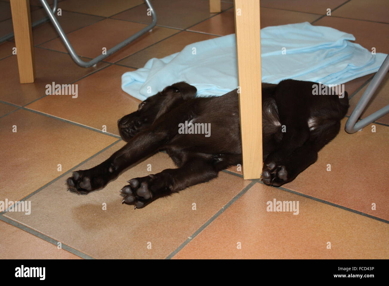 Puppy Lying On The Floor Under The Table Stock Photo