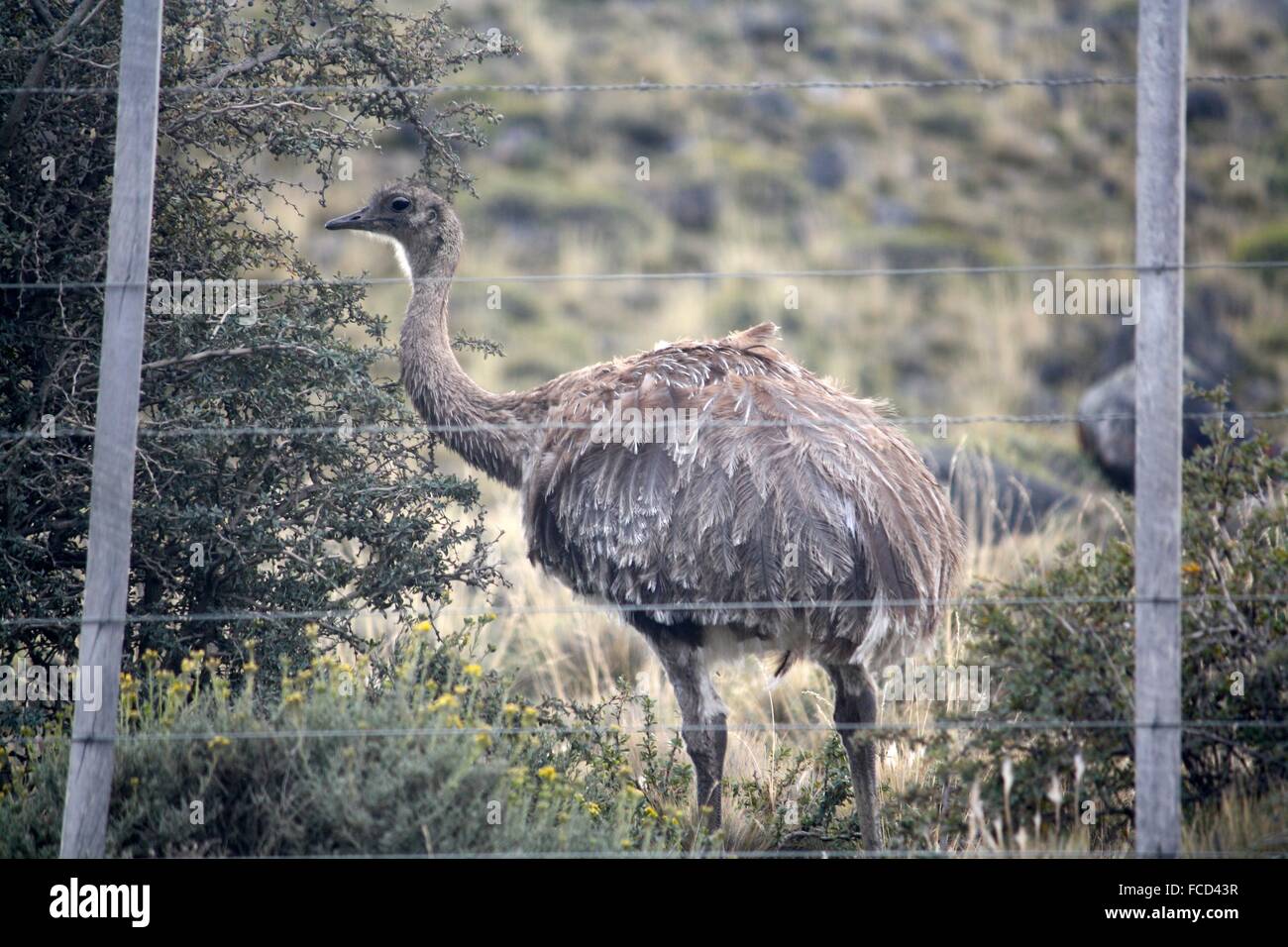 Captive Ostrich Beyond A Fence In A Green Area Stock Photo