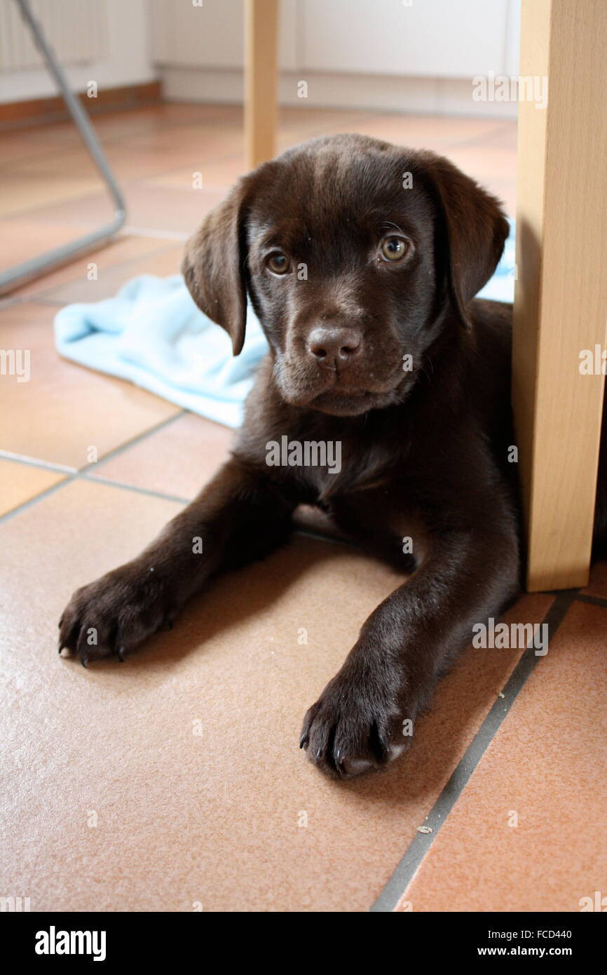 Cute Puppy Sitting On The Floor Looking At Camera Stock Photo
