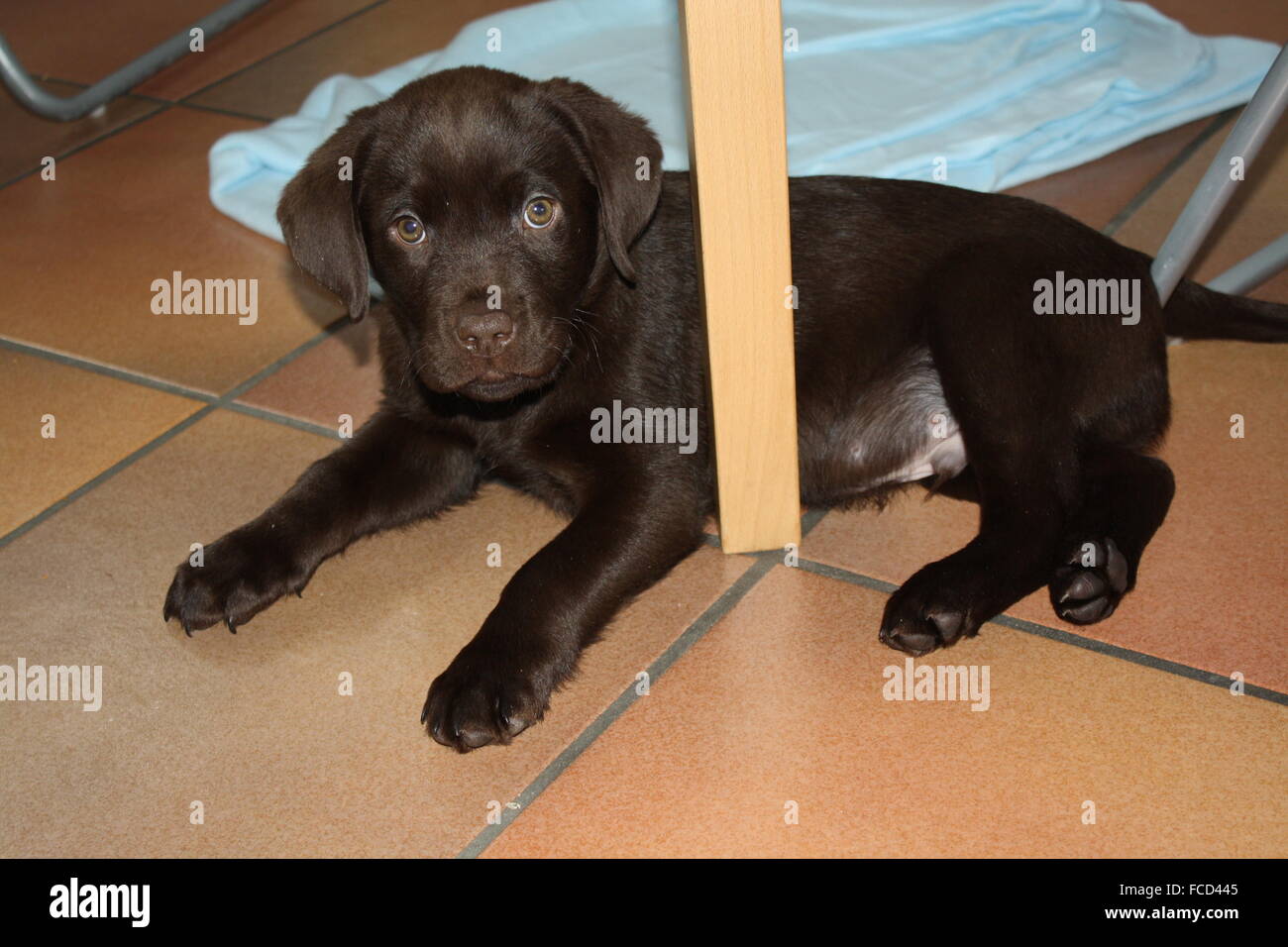 Puppy Dog Under A Table Stock Photo