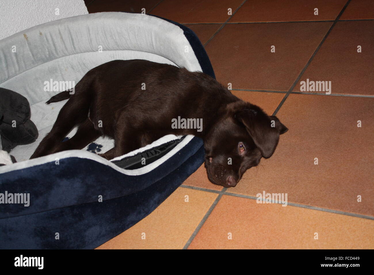 Cute Puppy Dog Resting Stock Photo