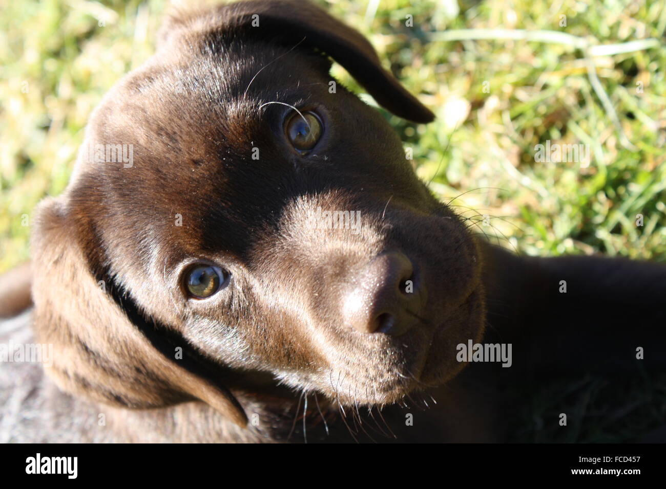 Portrait Of A Puppy In The Grass Stock Photo