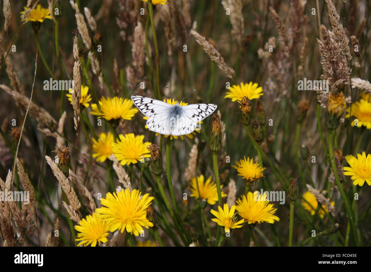 Butterfly On Blooming Dandelion Stock Photo