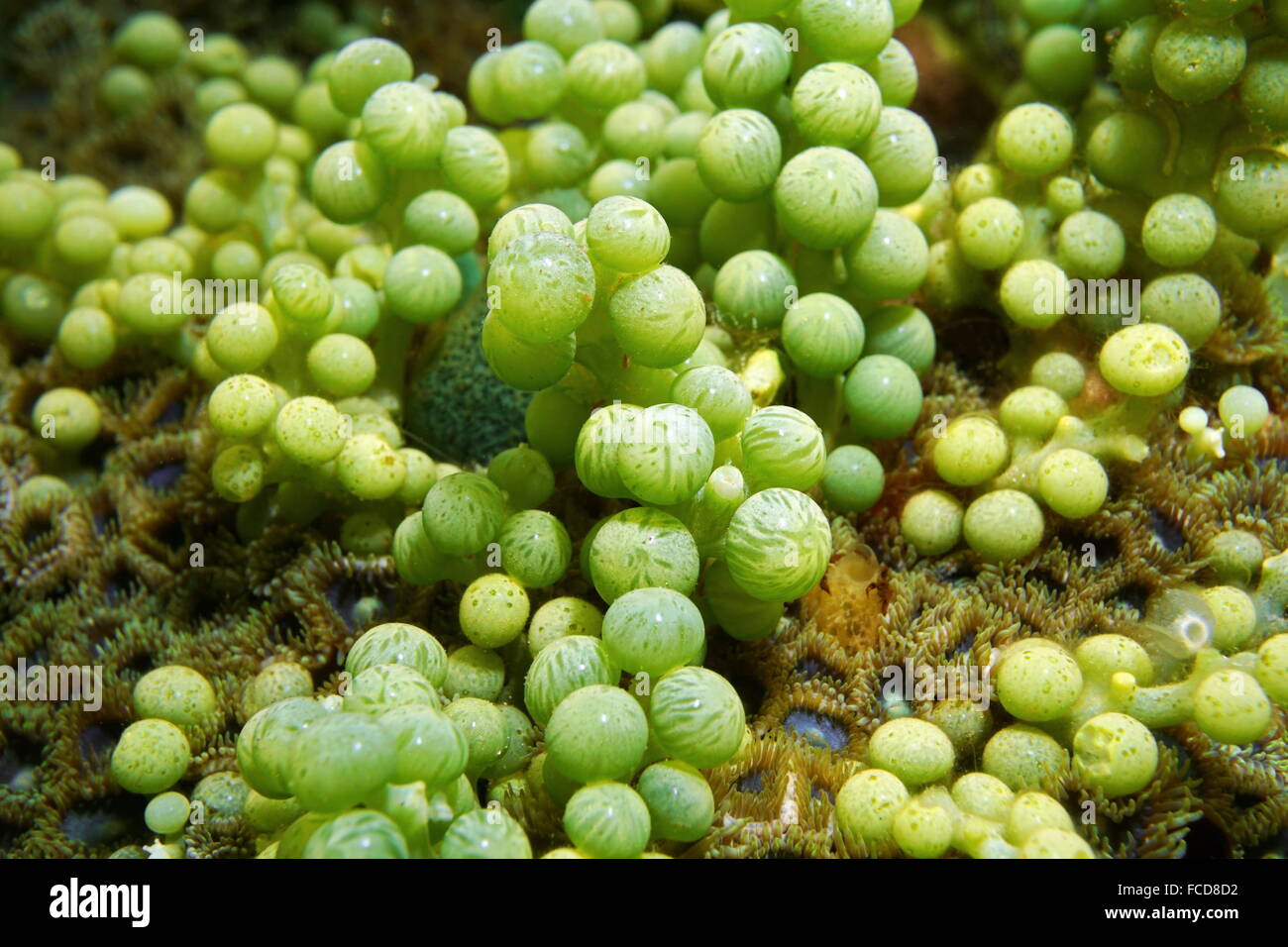Green alga, Caulerpa racemosa, commonly known as sea grapes, underwater in the Caribbean sea Stock Photo