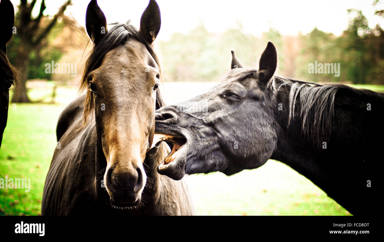 Horse Biting Another Stock Photo Alamy