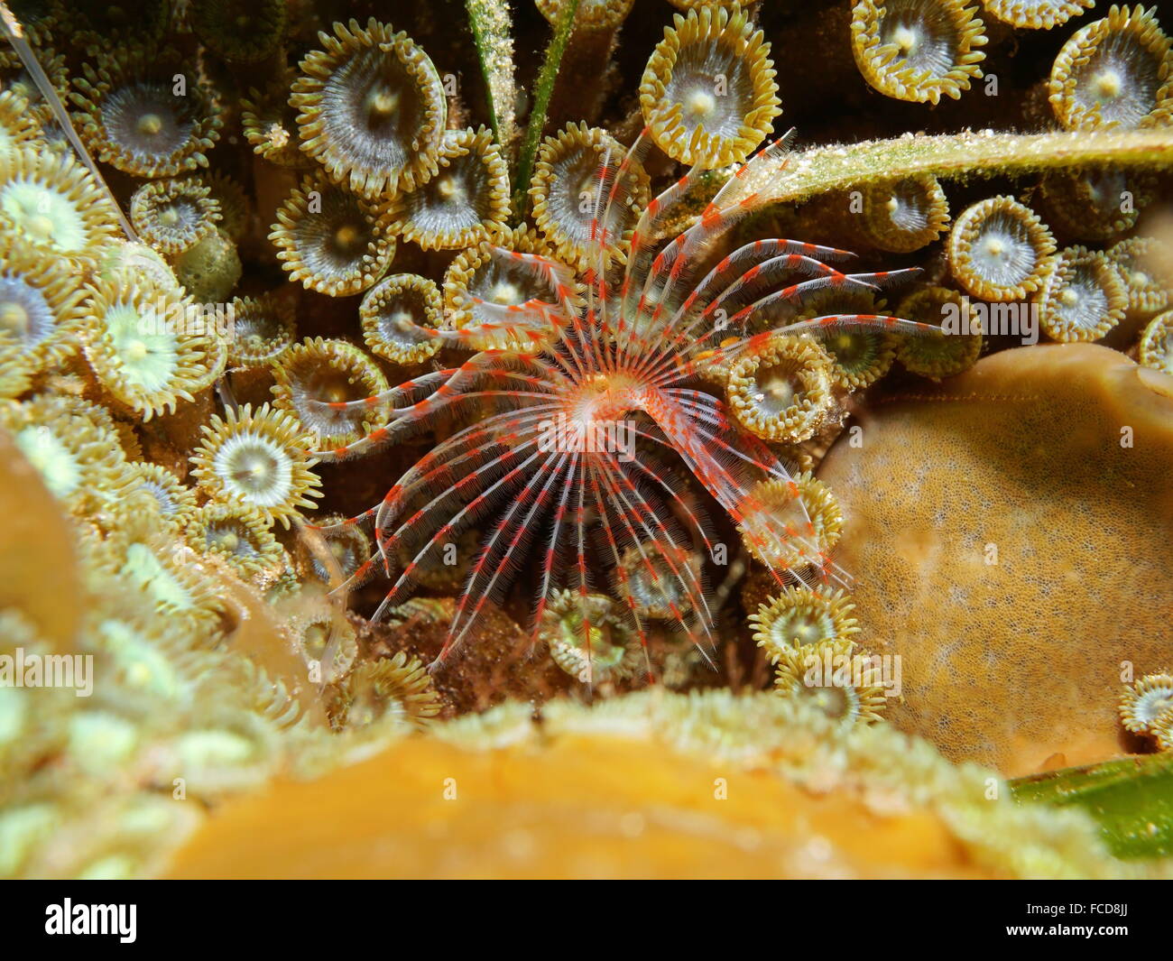 Underwater life, marine worm Turbocavus secretus, on the seabed with zoanthids, Caribbean sea Stock Photo