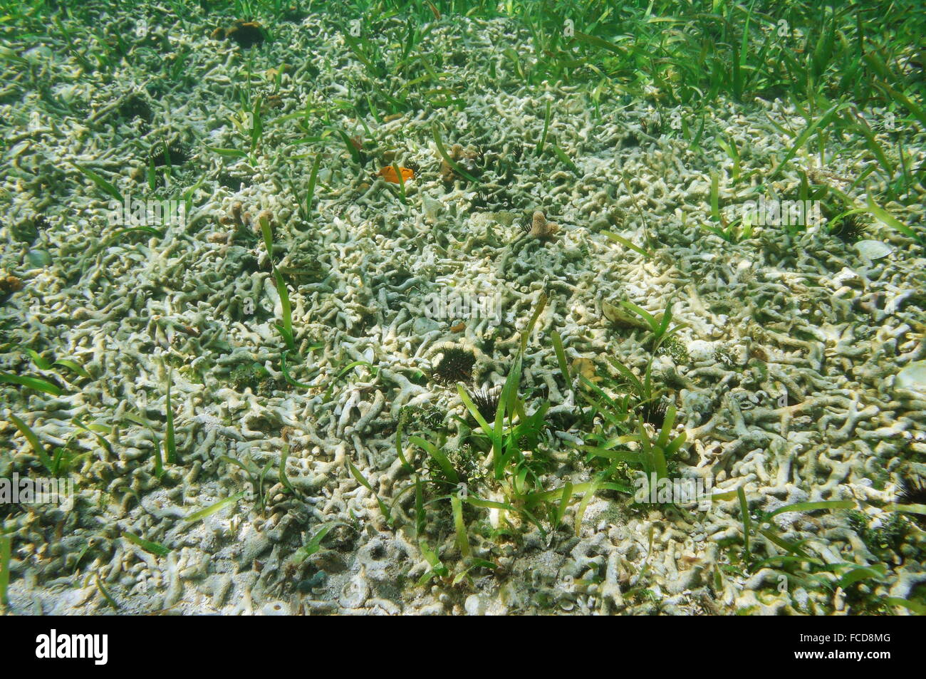 Underwater on a shallow seabed with corals entirely destroyed by coastal development issues on the shore of the Caribbean sea Stock Photo