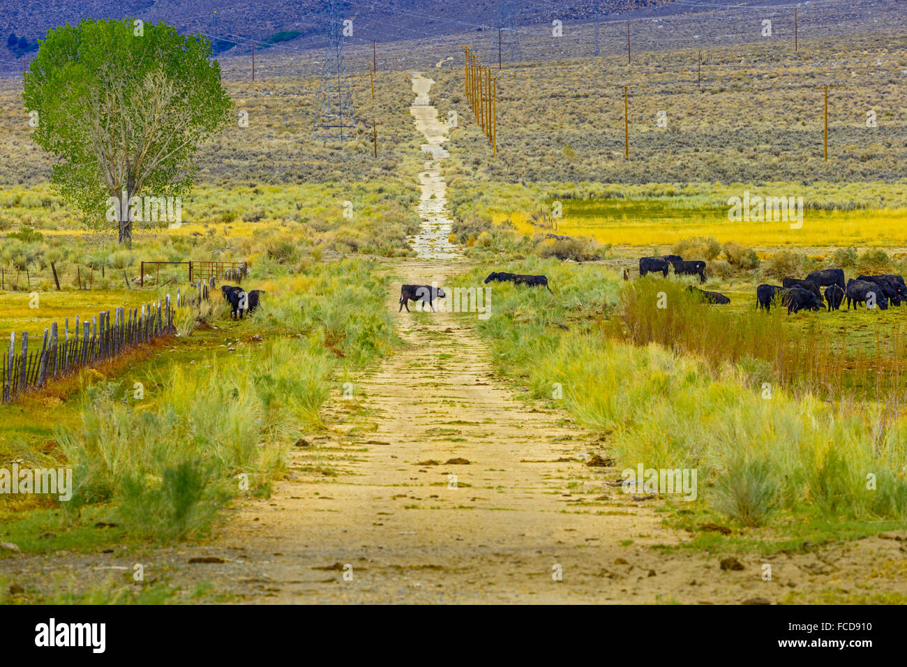 Range land in Owens Valley, California Stock Photo Alamy