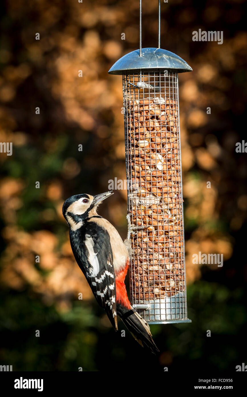 Female Great Spotted Woodpecker on garden nut feeder, English country garde Stock Photo