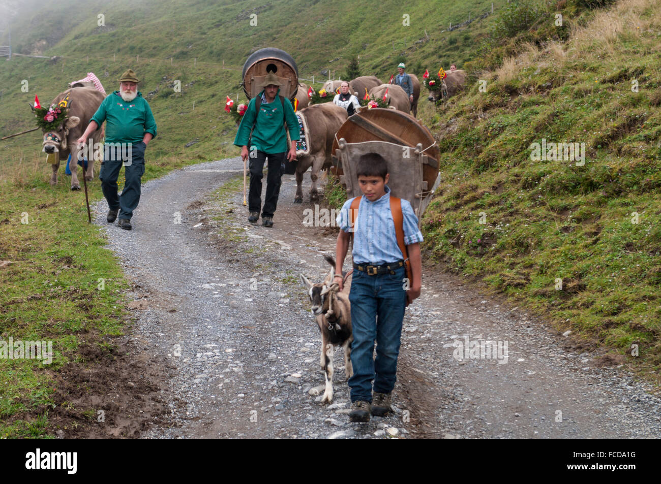 Alpine transhumance: Farmers drive cattle from alpine meadows down to the valley at the end of summer. Hasliberg, Switzerland. Stock Photo