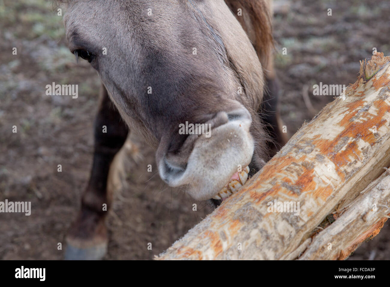Netherlands, Ooij, Ooijpolder, Nature Reserve Gelderse Poort. Area called Bisonbaai. Winter