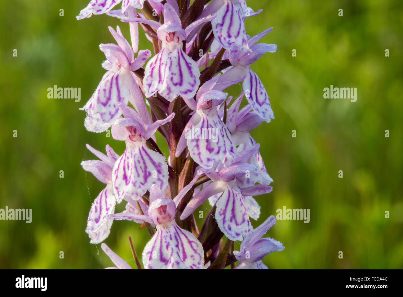 Netherlands, Groesbeek, Nature reserve called Bruuk. Heath spotted orchid or moorland spotted orchid (Dactylorhiza maculata) Stock Photo