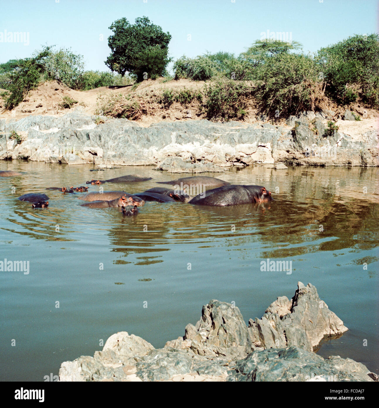 Hippopotami In Waterhole Stock Photo