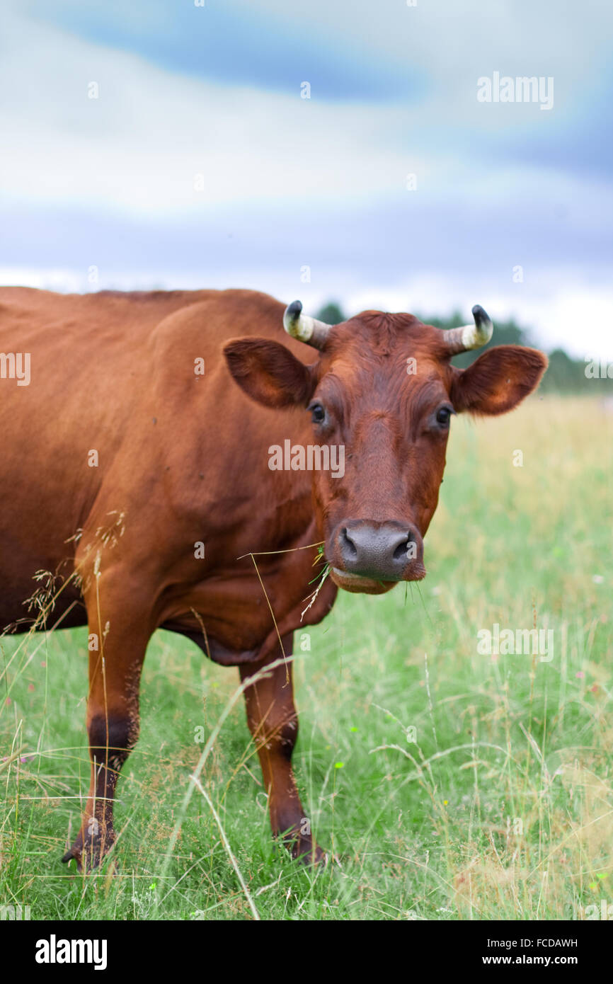 A cow grazes in a field Stock Photo - Alamy