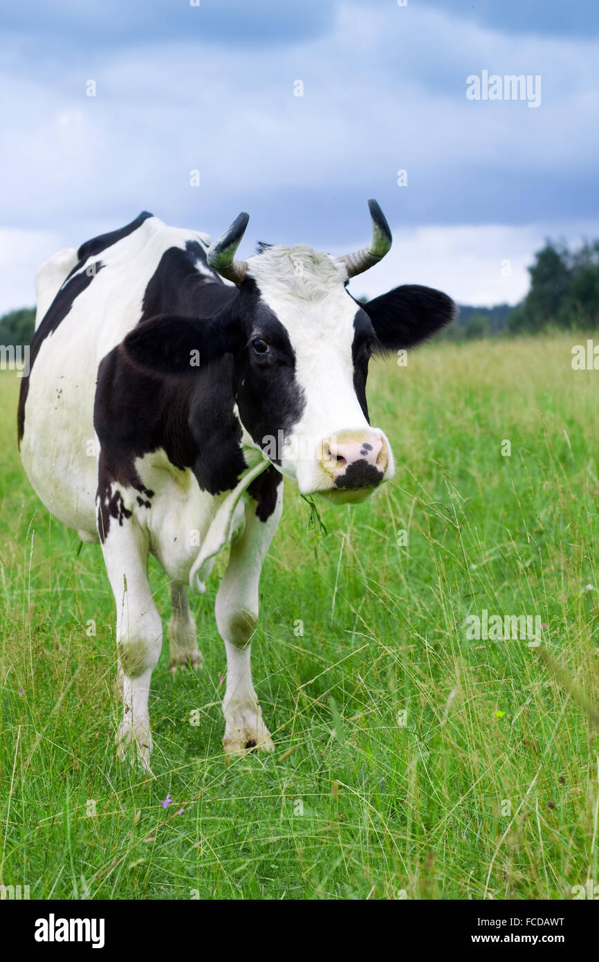 A cow grazes in a field Stock Photo - Alamy