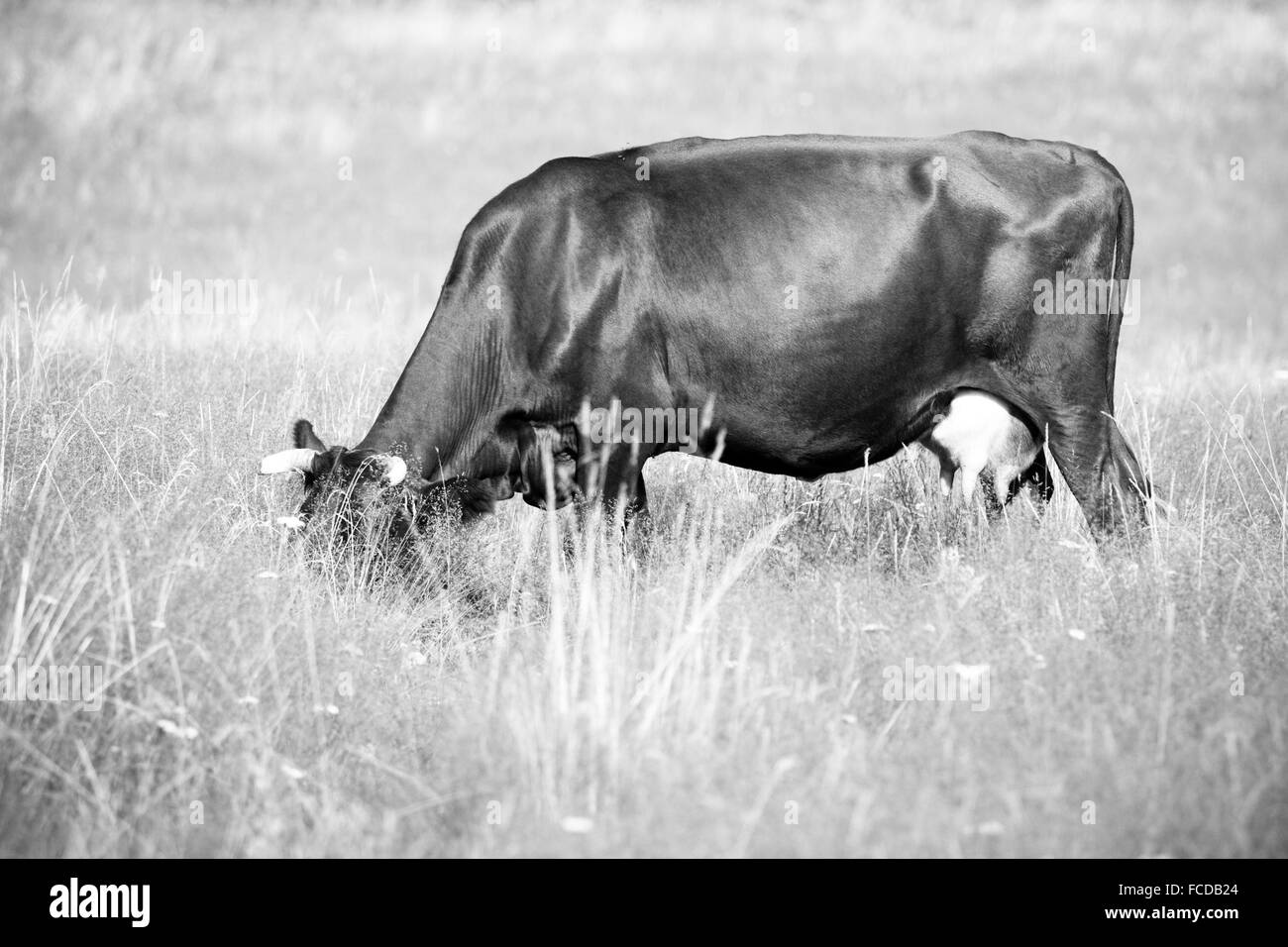 A cow grazes in a field Stock Photo - Alamy