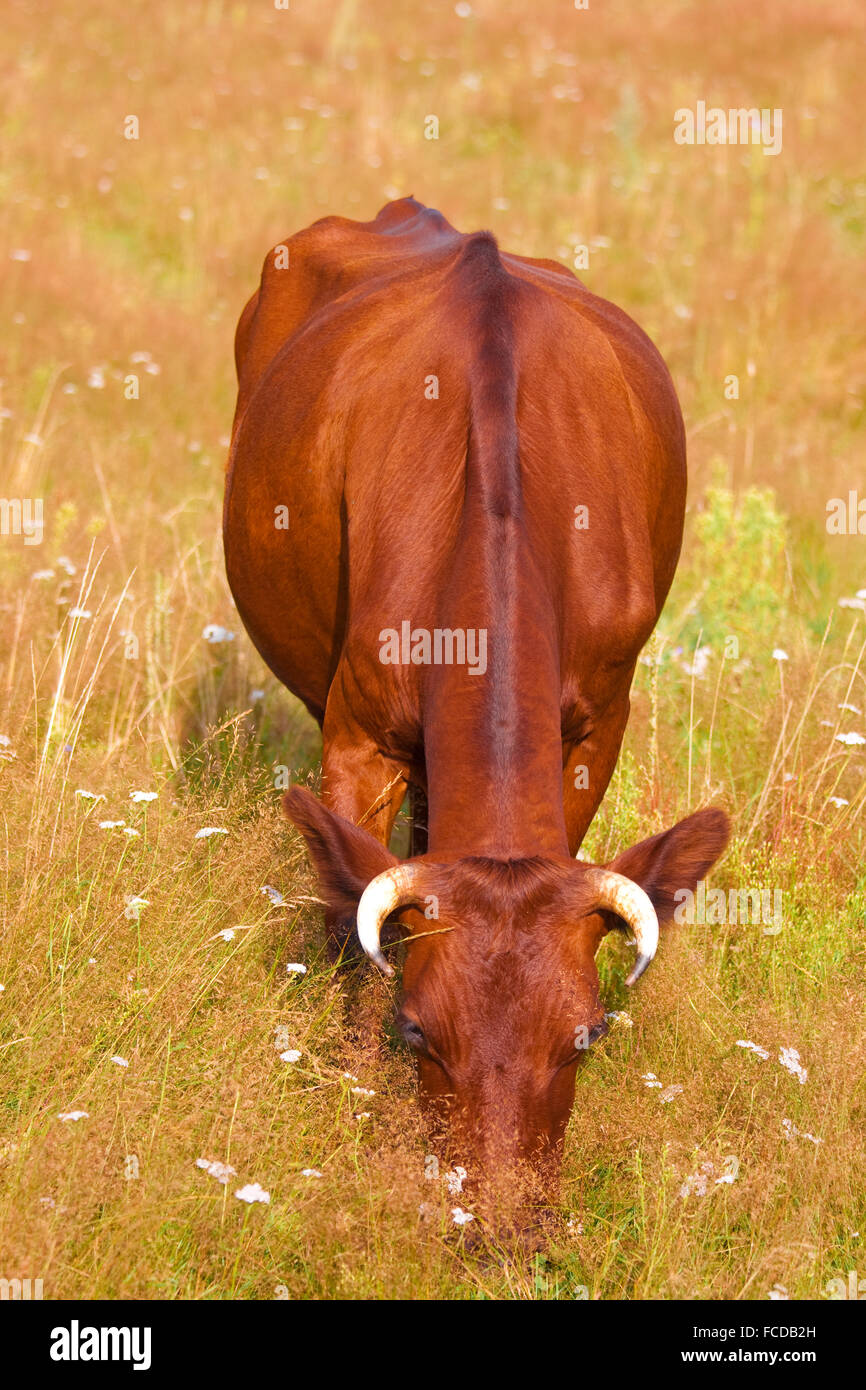 A cow grazes in a field Stock Photo - Alamy